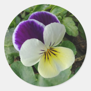 Purple pansy classic round sticker