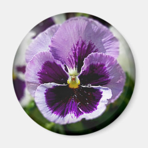 Purple Pansy Close Up Magnet