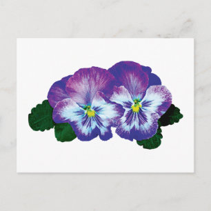 Purple Pansy Duo Postcard