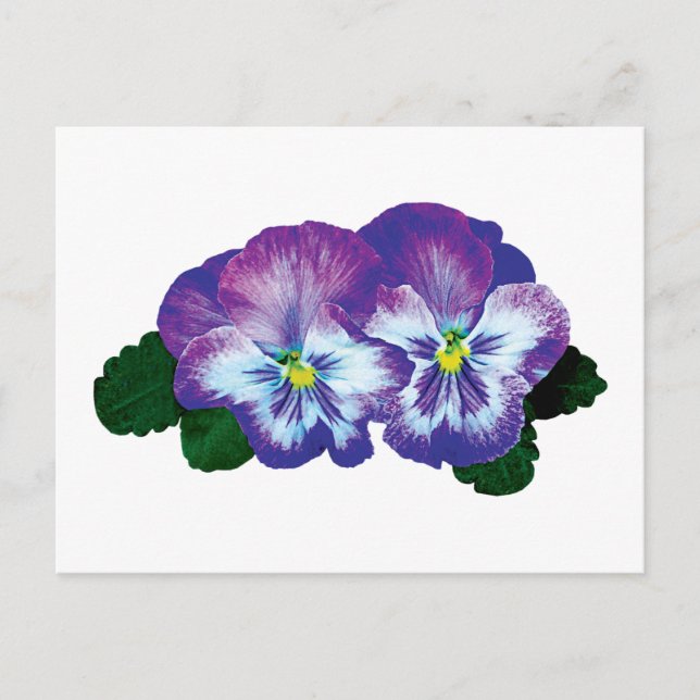 Purple Pansy Duo Postcard (Front)