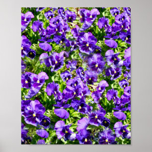 Purple Pansy Field, Poster