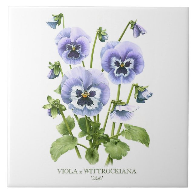 Purple Pansy Floral Botanical Style Art Tile (Front)
