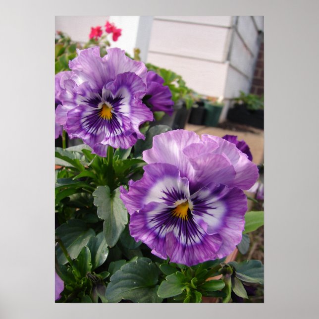 Purple Pansy Floral Flowers Photograph Poster (Front)