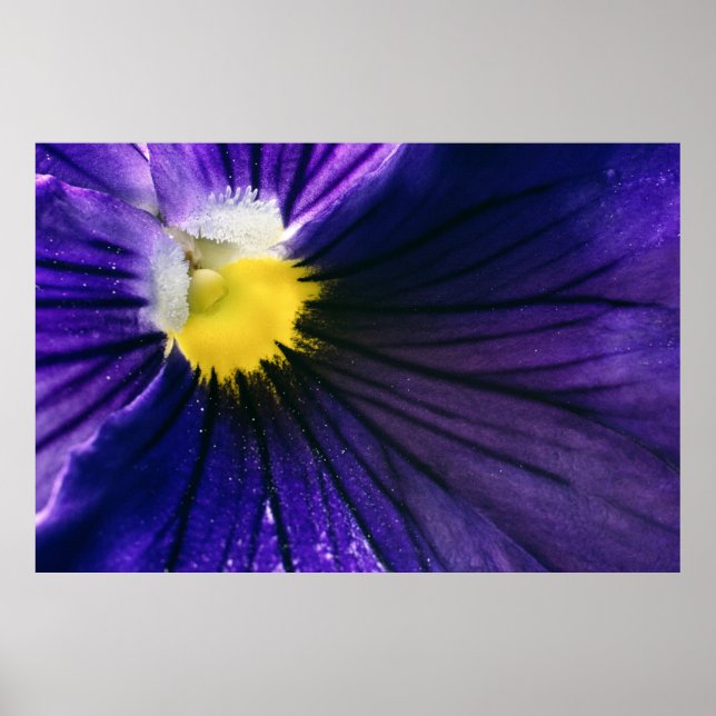 Purple pansy flower macro photograph elegant poster (Front)