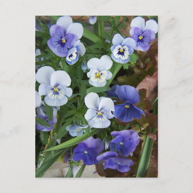 Purple Pansy Flower Postcard (Front)