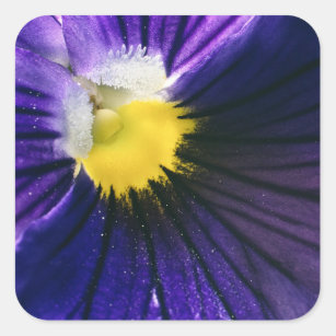 Purple pansy macro photograph elegant square sticker