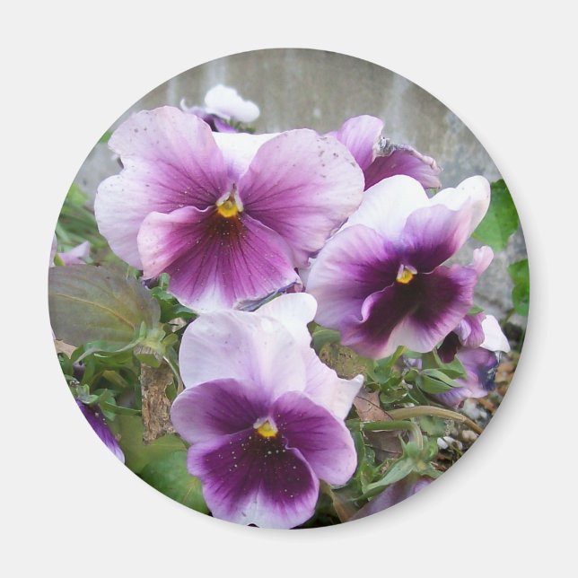 Purple Pansy Magnet (Front)