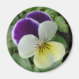 Purple pansy magnet