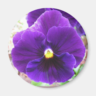 Purple Pansy Magnet