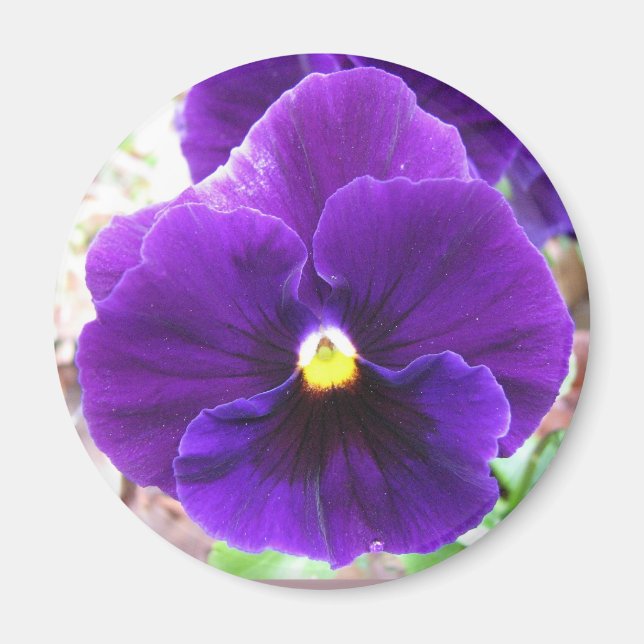 Purple Pansy Magnet (Front)