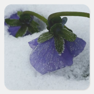 Purple pansy on the snow square sticker