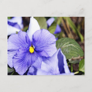 Purple Pansy Postcard