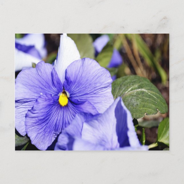 Purple Pansy Postcard (Front)