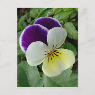 Purple pansy postcard