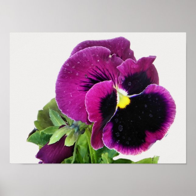 Purple Pansy Print (Front)