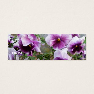 Purple Pansy Profile Card