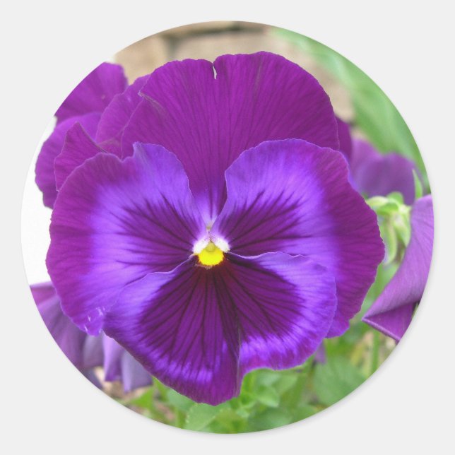 Purple Pansy Stickers (Front)