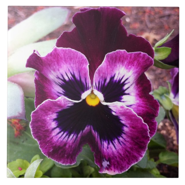 Purple Pansy Tile (Front)