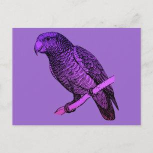 Purple Parrot Postcard