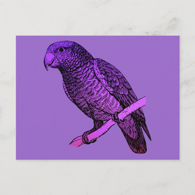 Purple Parrot Postcard (Front)