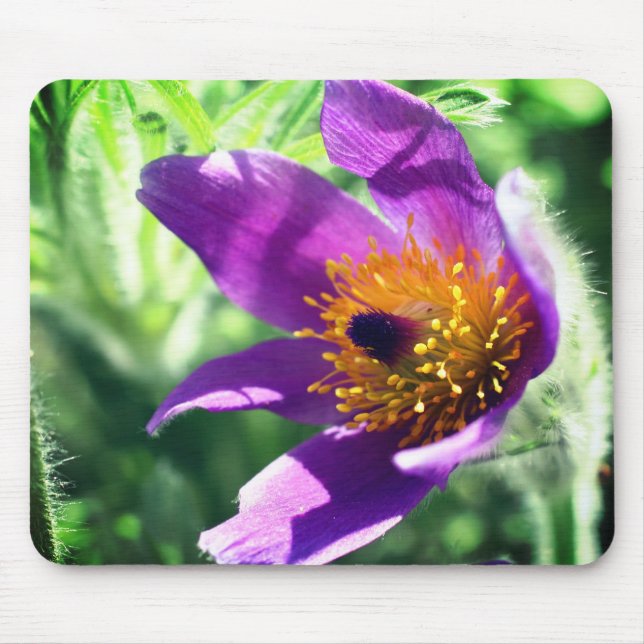 Purple Pasque Flower  Mouse Mat (Front)