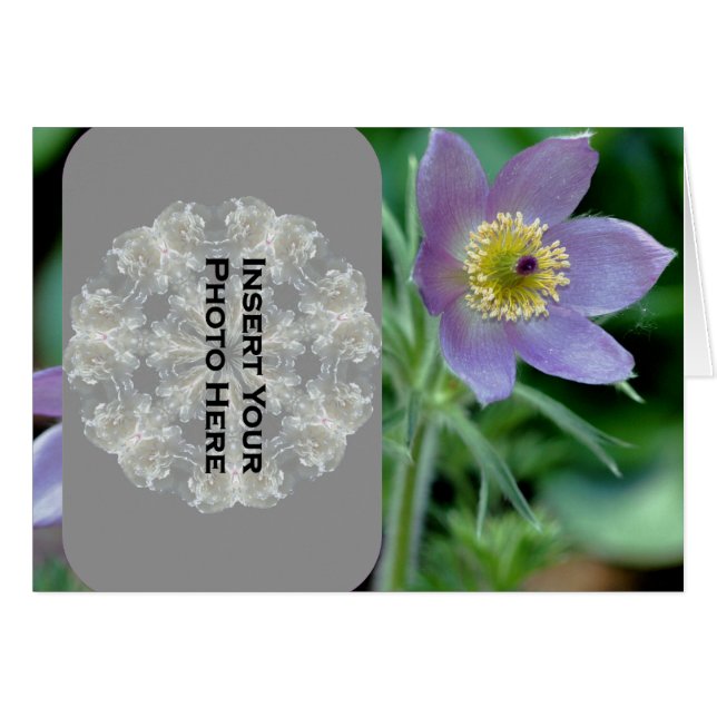 Purple Pasque Flower Photo Card (Front Horizontal)