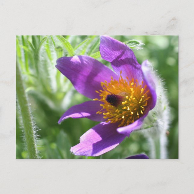Purple Pasque Flower Photo Postcard (Front)