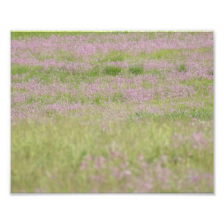 Purple Passion 10 x 8 Photographic Print
