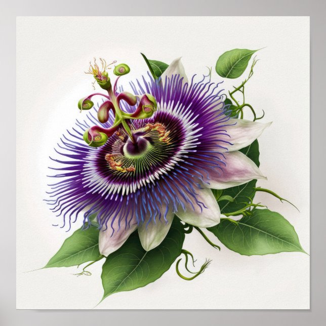 Purple Passion Flower Art Print Poster (Front)