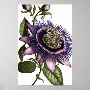 Purple Passion Flower Art Print Poster