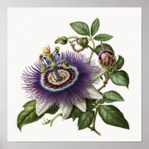 Purple Passion Flower Art Print Poster