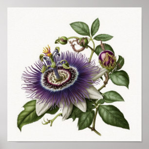 Purple Passion Flower Art Print Poster
