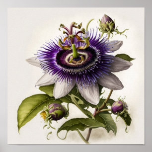 Purple Passion Flower Art Print Poster