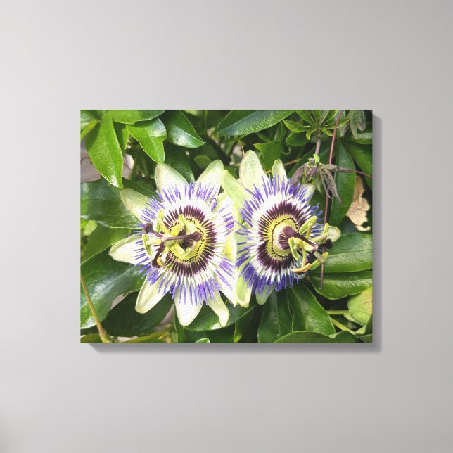 Purple Passion Flower Botanical Canvas Print (Front)