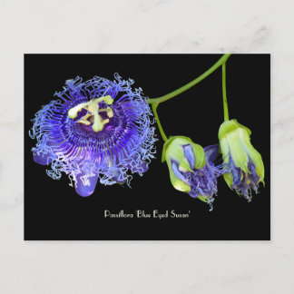 Purple Passion Flower Collectable Postcard