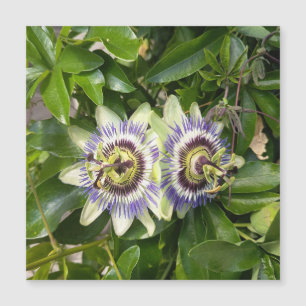 Purple Passion Flower Postcard