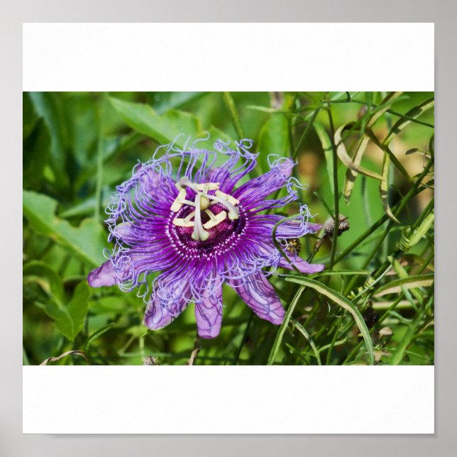 purple passion flower poster (Front)