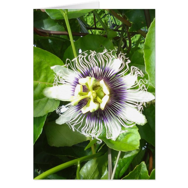 PURPLE PASSION FRUIT FLOWER (Front)