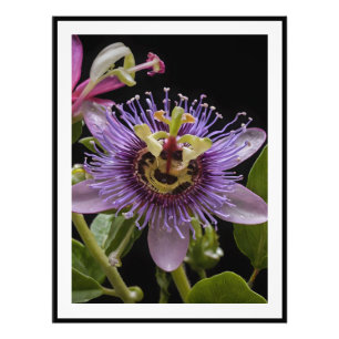 Purple Passion Fruit Flower, Photo Print