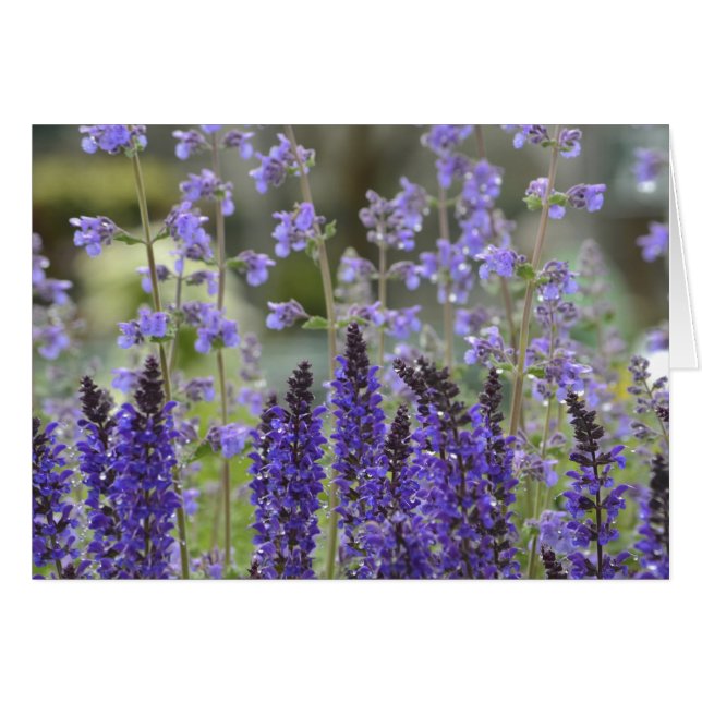 Purple Passion Notecard (Front Horizontal)