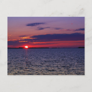 Purple Passion Postcard