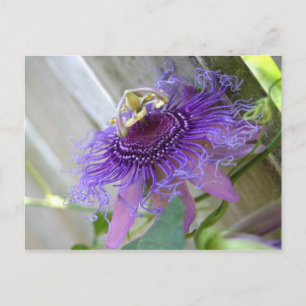 Purple Passion tropical flower blossom up close Postcard