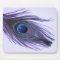 Purple Peacock Feather 2