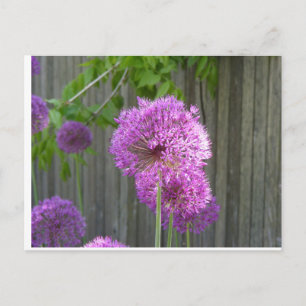PURPLE PEONY POSTCARD