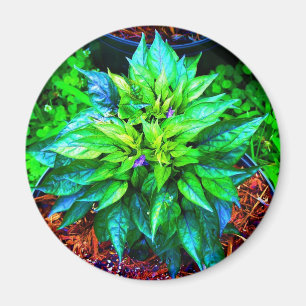 purple pequin pepper magnet
