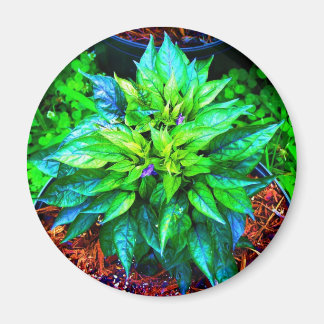 purple pequin pepper magnet