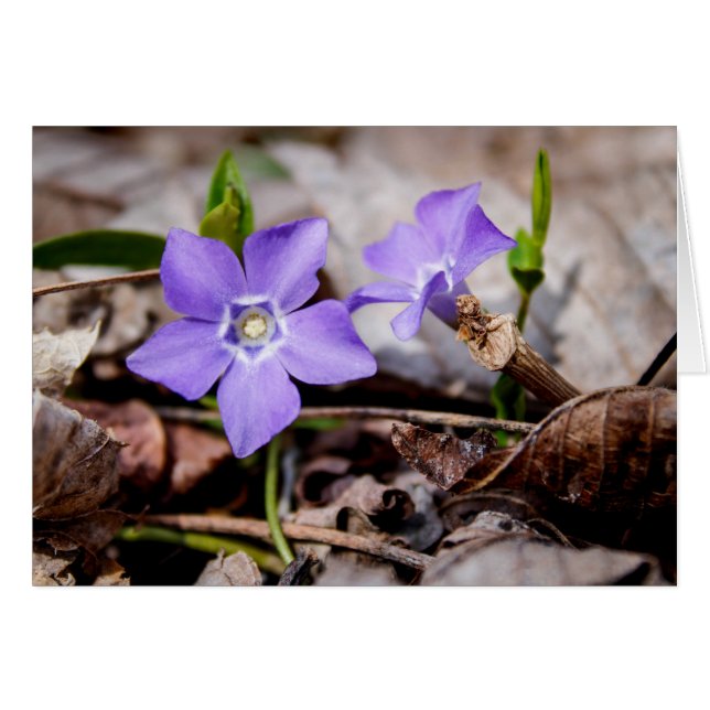 Purple Periwinkle Flowers Card (Front Horizontal)