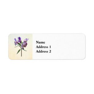 Purple Peruvian Lily