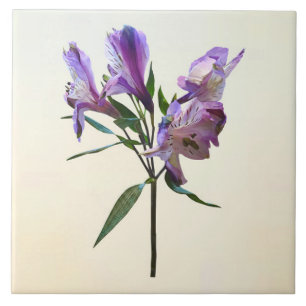 Purple Peruvian Lily Tile