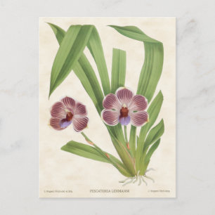 Purple Pescatorea Orchid Vintage Botanical Postcard